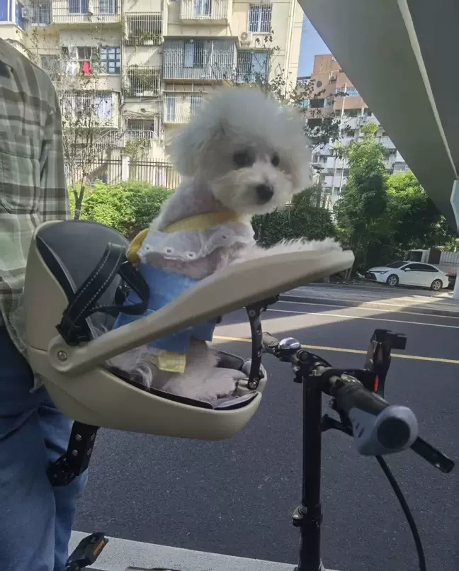 Convient aux vélos pliants, VT - Mountain Biking With Dog avis et prix